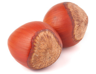 Two hazelnuts isolated on white background close-up macro