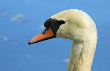 Swan