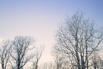 Birch Trees at Sunset