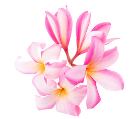 beautiful plumaria flowers on white background