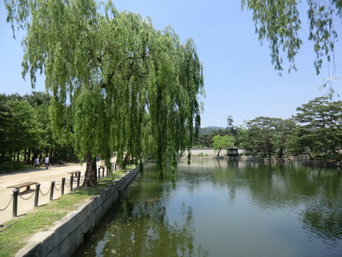 A Beautiful lake in Seoul, South Korea with fish swimming. In the foreground is a weeping willow tree overhanging the water. In the background are trees and a clear blue sky.