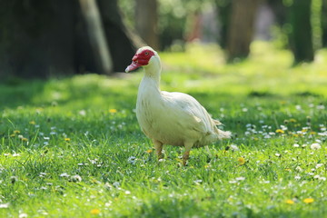 Muscovy duck