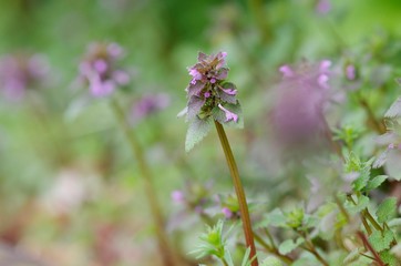 Lamium purpureum
