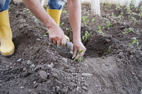 planting
