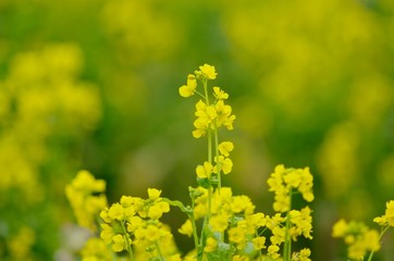Field Mustard