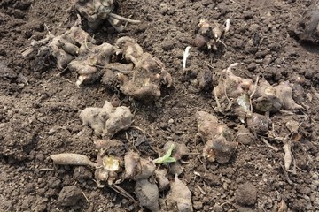 ヤーコンの種イモ