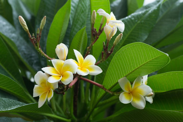 white frangipani plumeria tropical flower with water drops