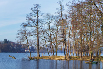 Alberi affacciati sul lago.