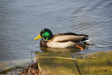 Anatra a riposo sul lago.