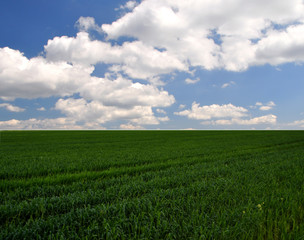 green grass against the blue sky