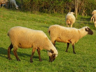 Naklejka na ściany i meble Sheep grazing on meadow