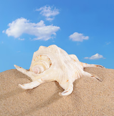 Seashell in beach sand