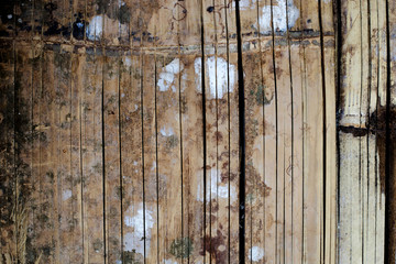 bamboo texture and background