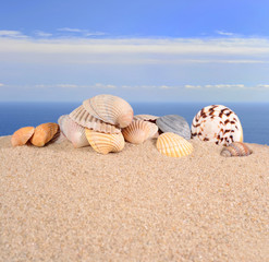 Fototapeta na wymiar Seashells in a beach sand