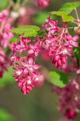 Blut-Johannisbeere / Ribes sanguineum