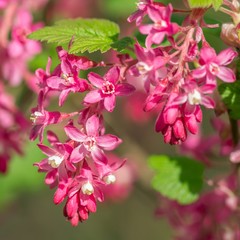 Obraz premium Blut-Johannisbeere / Ribes sanguineum