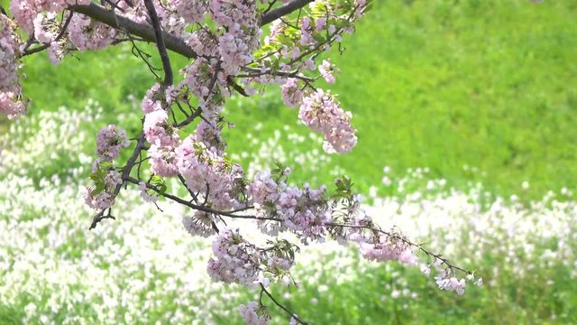4K・風に揺れる桜の枝_4-209