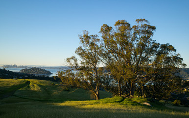 Sunrise Ring Mountain - Tree