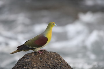 アオバト/ハト科アオバト属