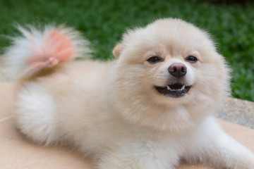pomeranian dog happy smile