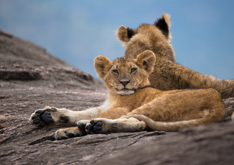 Obraz na płótnie Canvas Small wet lion on the black rock in african savannah