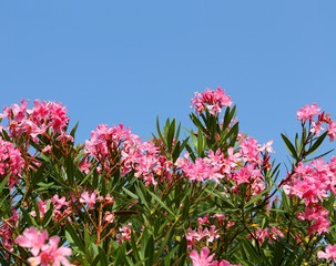 pink oleander flowers and blue sky