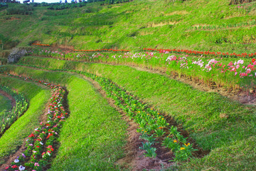 Landscape Green Grass and Trees