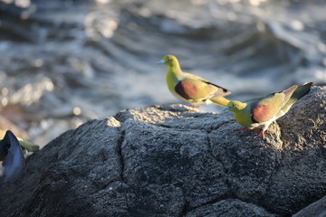 アオバト/ハト科アオバト属