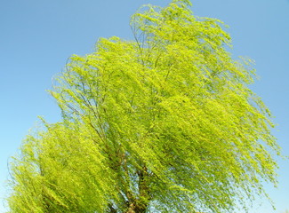 春の風に吹かれる枝垂れ柳