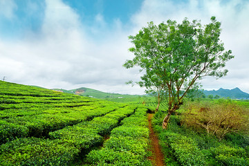 Moc Chau tea hill, Moc Chau village, Son La province, Vietnam