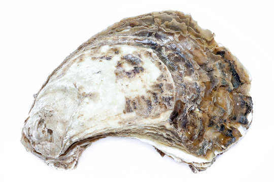 Close-up Shell Texture Of A Whole Fresh Oyster On White Backgrou