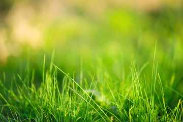 Fototapeta premium Streszczenie trawa