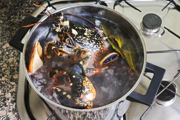 lobster cooked  in the pot in the kitchen , homarus gammarus, of atlantic coast