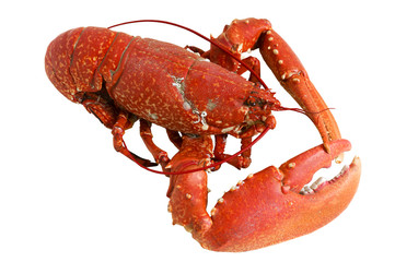 lobster cooked , homarus gammarus, of atlantic coast  isolated  whit  white  background