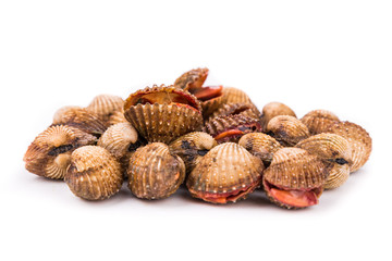 Heap of fresh and living cockles with white background
