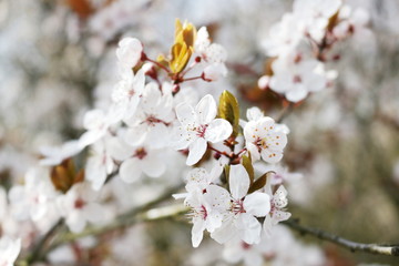 white flowers of cherry