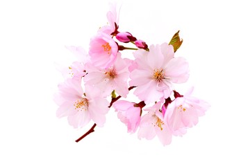 Cherry Blossoms.  Cherry  spring pink flowers.