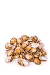 Cockles shells can be recycled as partial cement replacement in concrete