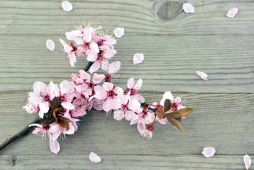 Cherry blossom on old wood, wooden background  with flowers.