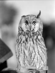 Eurasian Eagle-owl. Black and white close up portrait. Retro film
