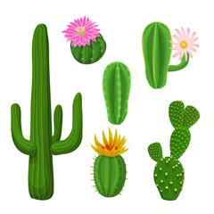 Cacti plant set. Vector illustration with cacti.