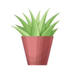 Succulent plant on the pot. Isolated succulent on white background. Home plant for interior. Vector floral element. 