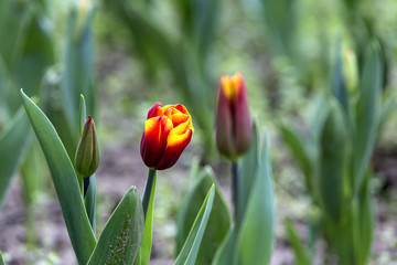 Spring tulips and season flowers