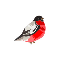 bullfinch bird. vector image. isolated on a white background