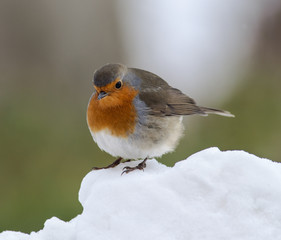 Robin in snow 