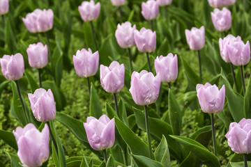 Obraz premium Spring tulips and season flowers