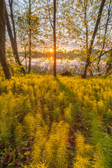 Fototapeta premium Spring 