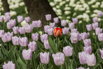 Obraz premium Spring tulips and season flowers
