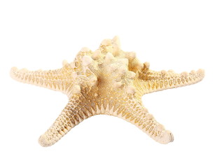 starfish isolated on white background, close up and clipping path