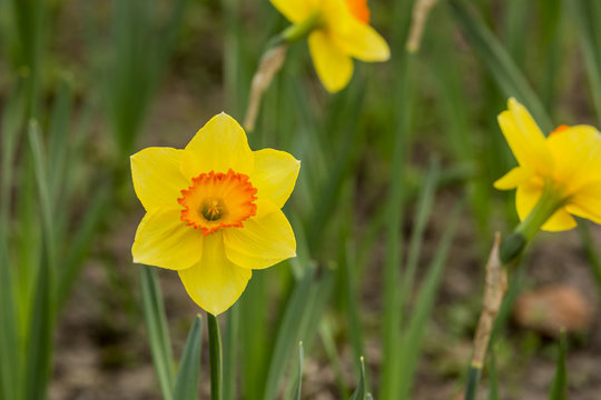 Spring tulips and season flowers